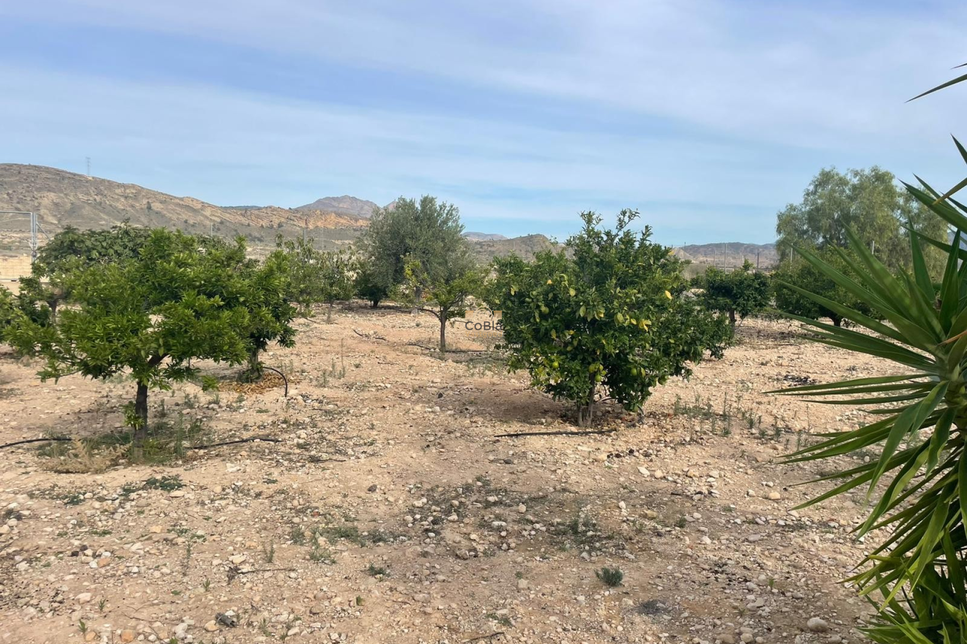 Wiederverkauf - Finca / Country Property - Abanilla