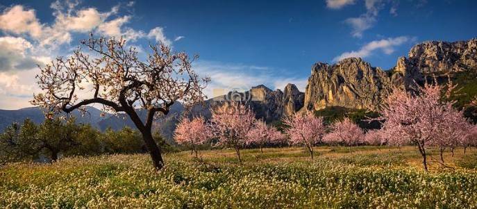 Beleef de magie van de bloesems in Spanje 🌸