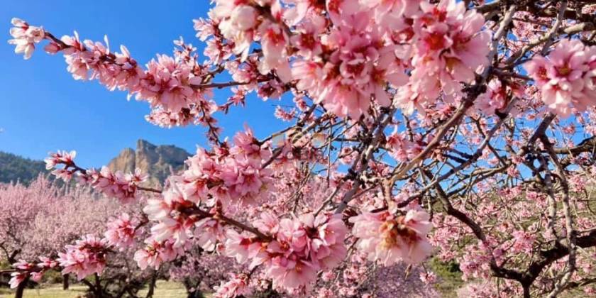 Jedes Jahr, wenn der Frühling kommt, verwandeln sich die Landschaften Spaniens in ein wunderschönes Schauspiel aus weißen und rosa Blüten