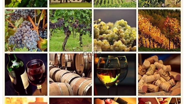 Enkele Spaanse wijnhuizen bij de beste ter wereld! 🍷🍇