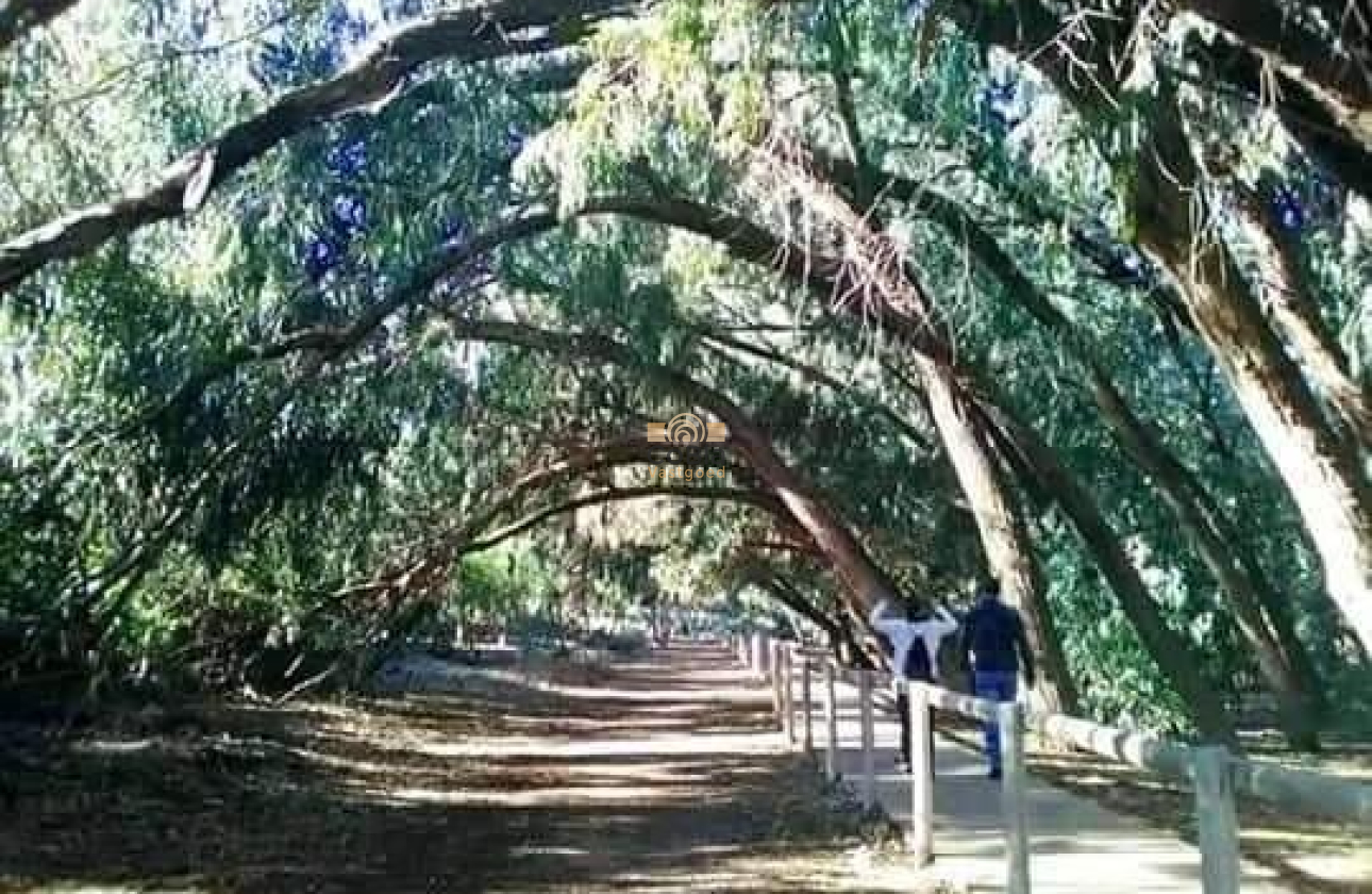 Nieuwbouw Woningen - Bungalow - Torrevieja - Altos del Sol