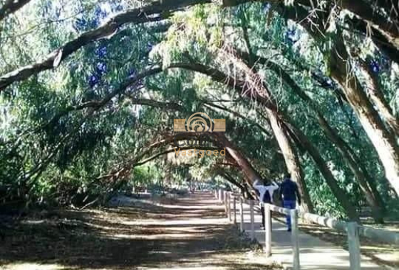 Nieuwbouw Woningen - Bungalow - Torrevieja - Altos del Sol